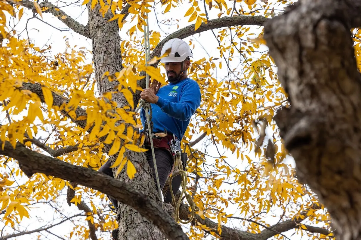 Skilled Tree Transplanting crew working in North Bend